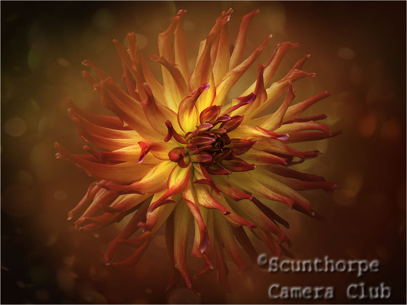 Red Dahlia 